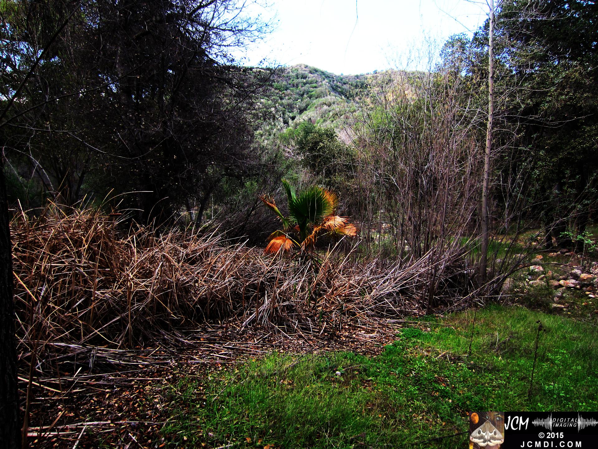 Whitney Canyon sulphur spring palm tree